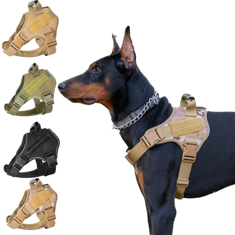 Harnais tactique pour chien, Doberman Pinscher.